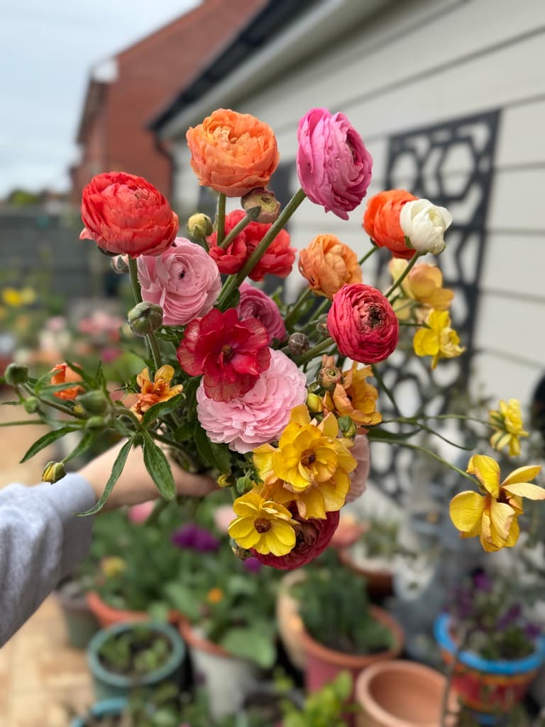 An armful of ranunculus cut that morning